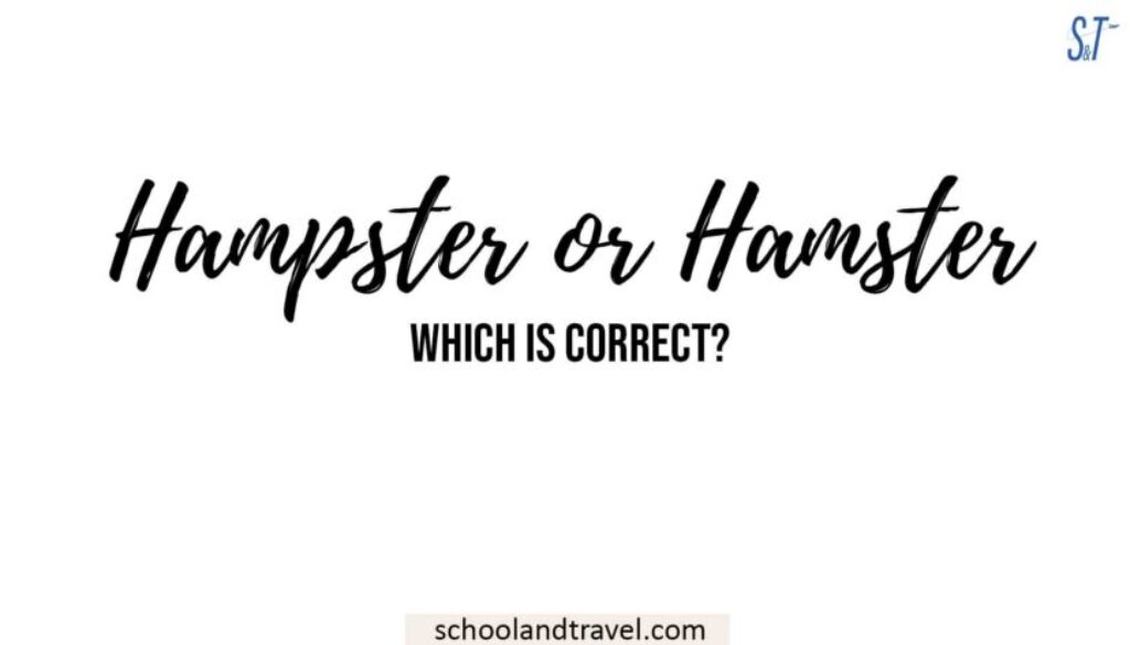 ハムスターまたはハムスター どちらが正しいですか 学校と旅行