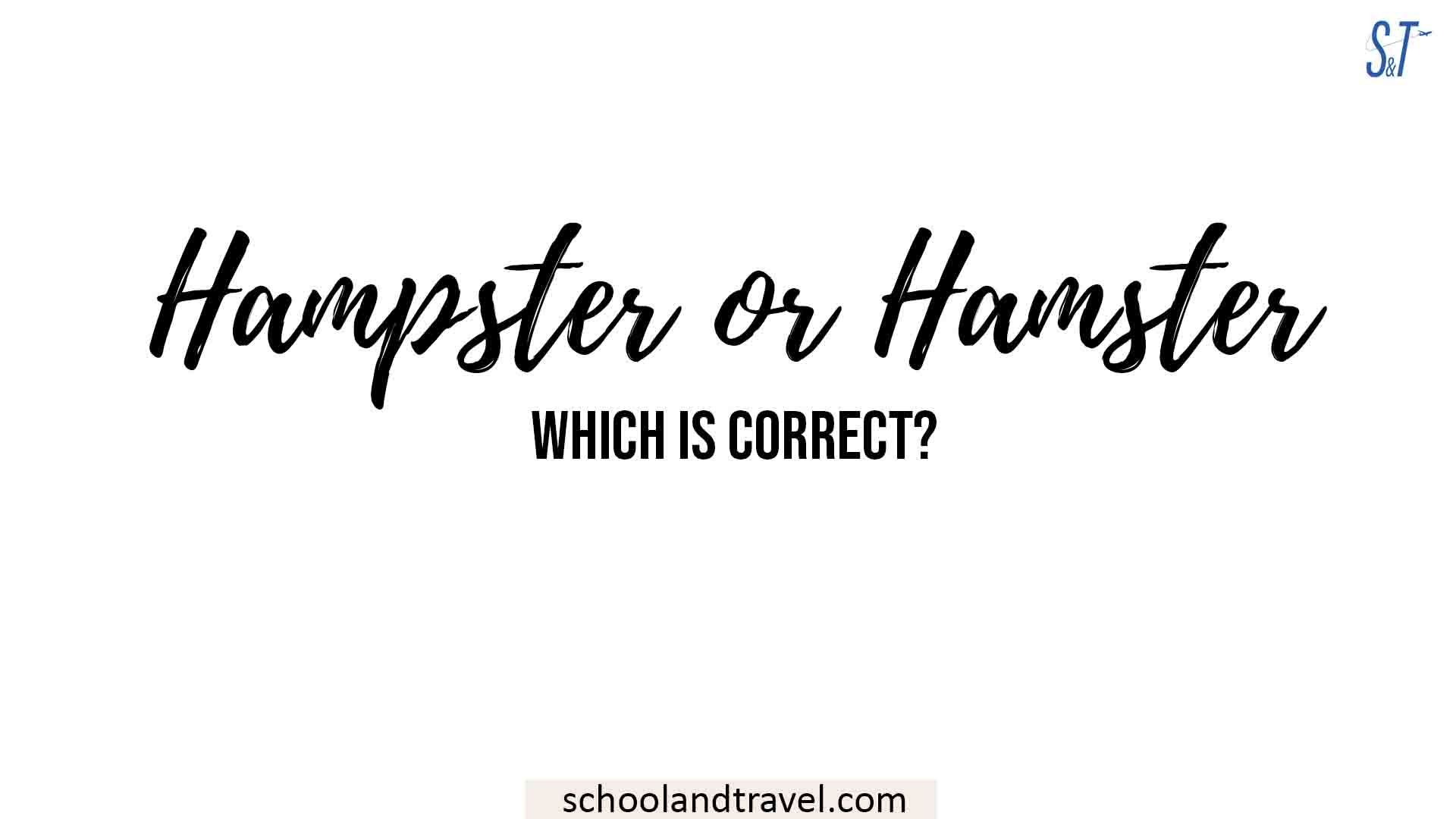 Hampster