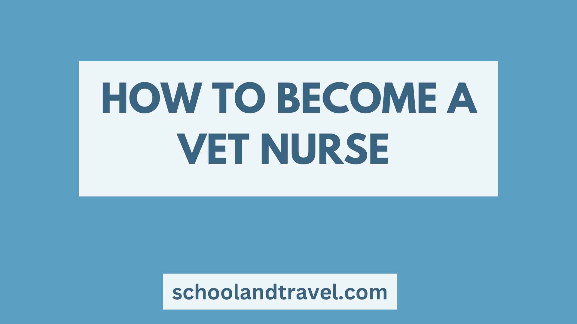 How To Become A Vet Nurse