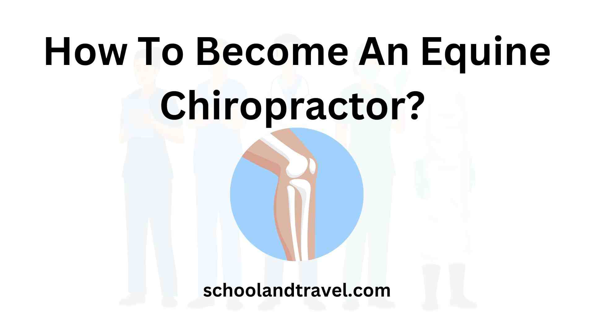 How To Become An Equine Chiropractor
